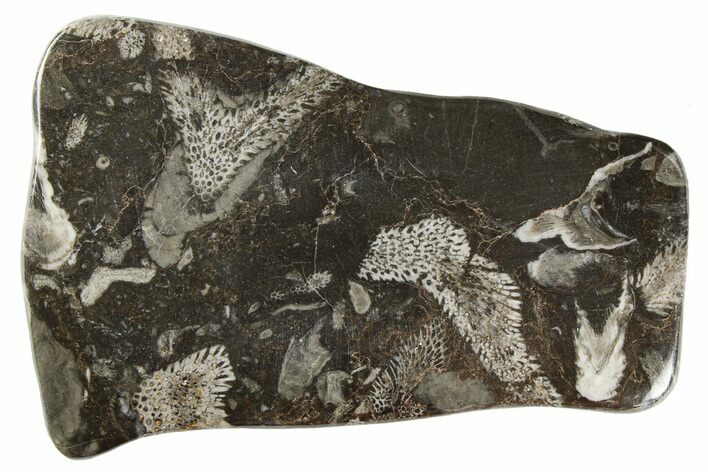 Polished Devonian Fossil Coral and Bryozoan Plate - Morocco #259096